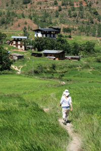 walk through chimi lhakhang rice fields